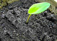fecund soil